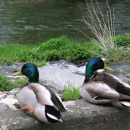 Dom wakacyjny Sunny Garden Cottage, Alle Frahan